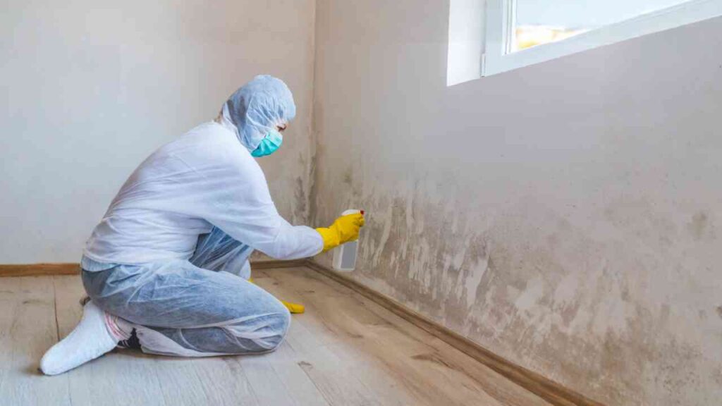 Mold Remediation